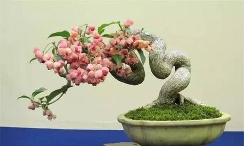 适合种植的花卉-扇形花盆（让你的花草更加美丽盛放）
