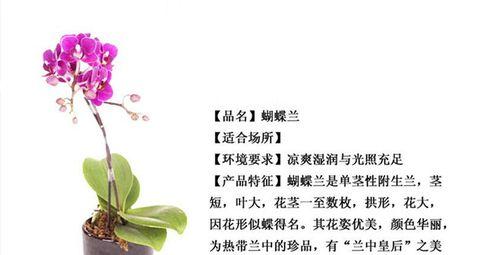 如何正确上盆和养护万寿菊（万寿菊的上盆时间与技巧）