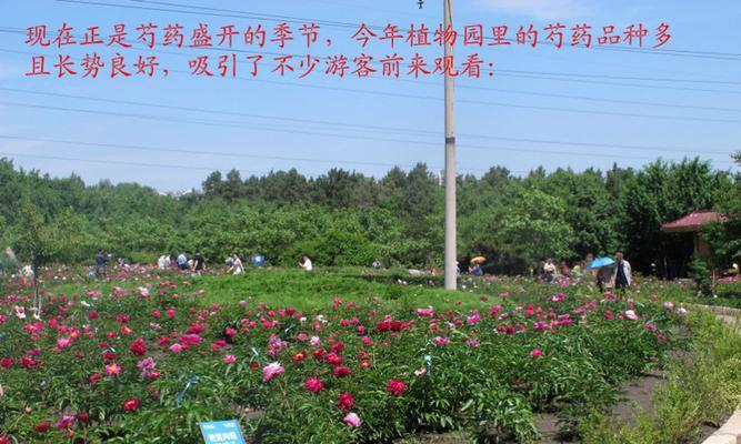芍药种植条件及适宜种植地点的详解（了解芍药种植条件）