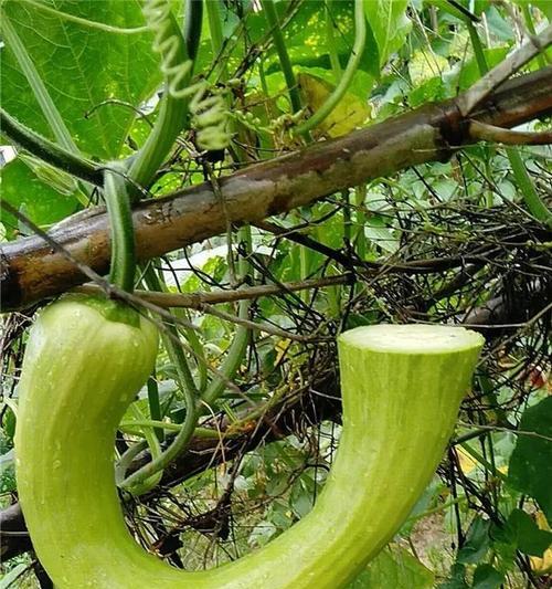 蛇瓜的口感、营养与健康价值（探寻蛇瓜的美味与益处）