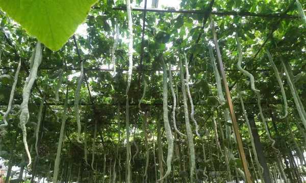 逐步教你如何在家种植蛇瓜（逐步教你如何在家种植蛇瓜）