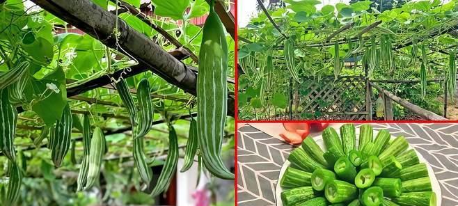 逐步教你如何在家种植蛇瓜（逐步教你如何在家种植蛇瓜）