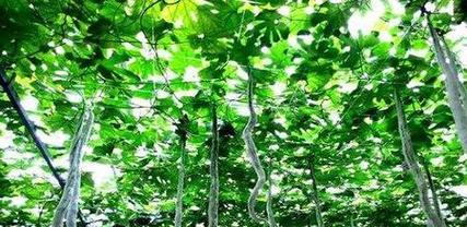 逐步教你如何在家种植蛇瓜（逐步教你如何在家种植蛇瓜）