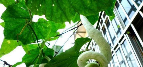 蛇瓜种子直接种植的方法与技巧（打造丰收的蛇瓜田园）