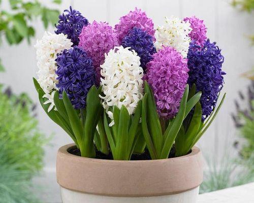 生病送什么花最合适（如何选择送花方式）