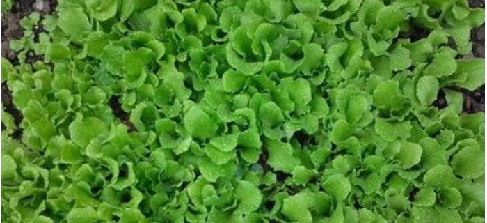 探究生菜的生长周期（了解生菜生长周期的关键因素和技巧）