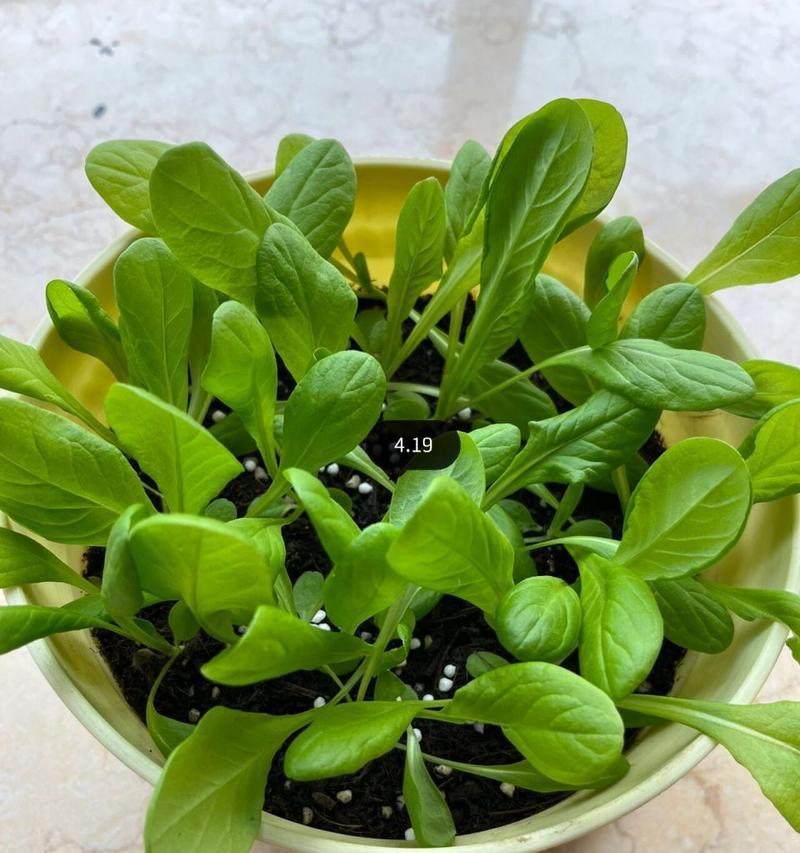 探究生菜的生长周期（了解生菜生长周期的关键因素和技巧）