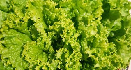 圆生菜的营养价值及食用方法（探究圆生菜的吃法和营养成分）