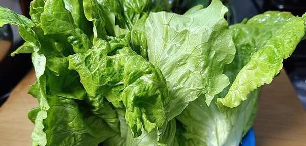 圆生菜的营养价值及食用方法（探究圆生菜的吃法和营养成分）