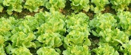 生菜肥料施用指南（选择适合的肥料）
