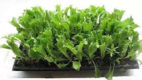 生菜移栽的最佳时间（何时是最适合移栽生菜的时间）