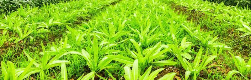 种油麦菜的最佳时间（了解油麦菜的生长特性）