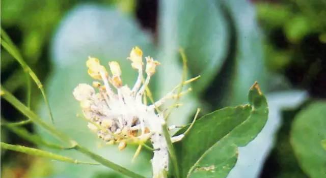 油麦菜菌核病防治方法剖析（探究菌核病的特点和最佳治疗方案）