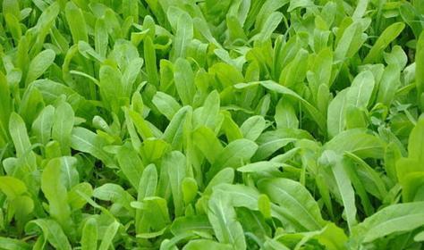油麦菜生长期多少天（了解油麦菜的生长过程和周期）