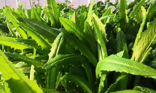 种植油麦菜的最佳时间（掌握时间）