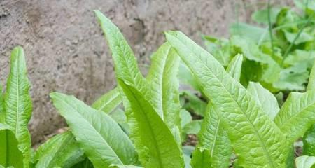 油麦菜到底是不是生菜（真相大揭秘）