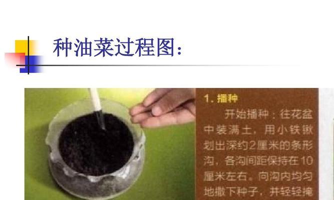 如何种植油桃种子（从选种到管理）