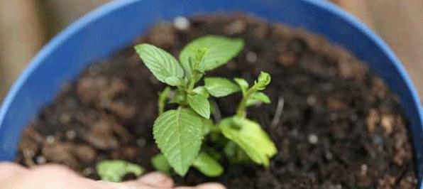 有机肥料是否可直接种花（探究有机肥料的使用方式及优劣）