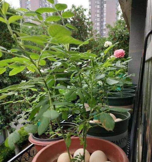 有机肥料是否可直接种花（探究有机肥料的使用方式及优劣）