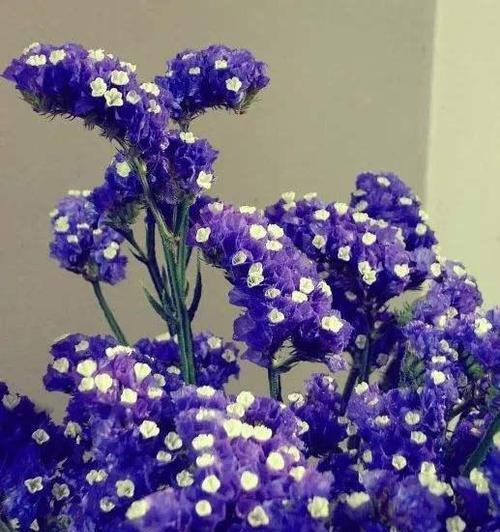 友情花语大揭秘（送什么花表达你的友情之情）