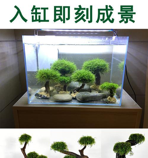 鱼缸沉木的种类和使用方法（了解沉木的材质和养护）