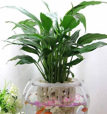 打造与众不同的鱼缸水培植物（让你的鱼缸充满生机）