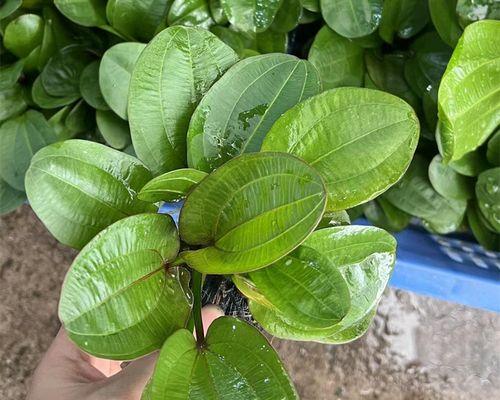 打造与众不同的鱼缸水培植物（让你的鱼缸充满生机）