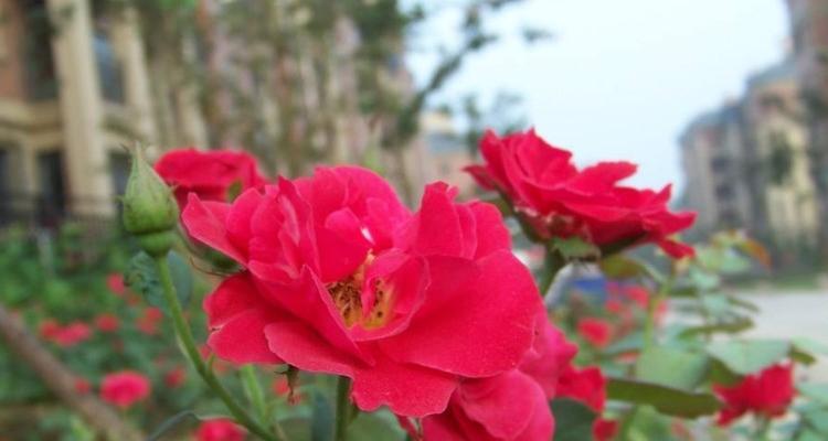 安庆市花——月季的寓意与魅力（探索安庆市花月季的文化象征与美丽之道）