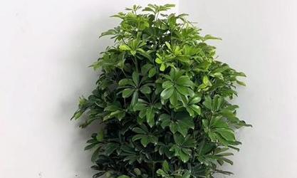 八方来财树开花，寓意财源滚滚（财运亨通的象征）