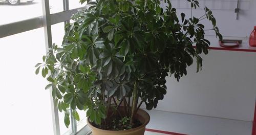 八方来财树开花，寓意财源滚滚（财运亨通的象征）