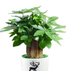 八方来财树开花，寓意财源滚滚（财运亨通的象征）