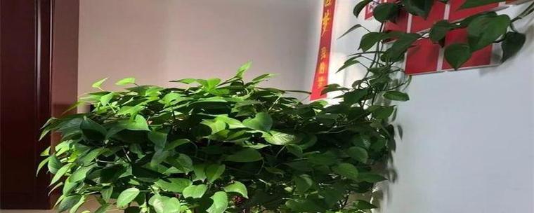 以巴西美人的风水寓意和摆放位置（探索以巴西美人在风水中的重要性与传统观念）