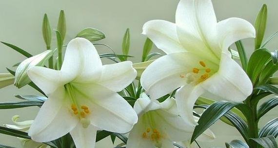 百合花的花语与寓意（探索百合花的意义与象征）