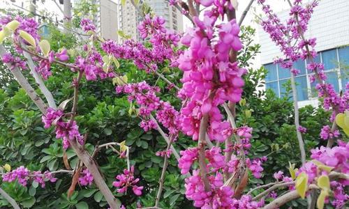 花语寓意与内心情感共鸣——以表示惆怅的花为主题（探寻花海中的忧伤与痛楚）