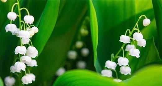 纯洁的花——花语和象征之美（花开花谢）