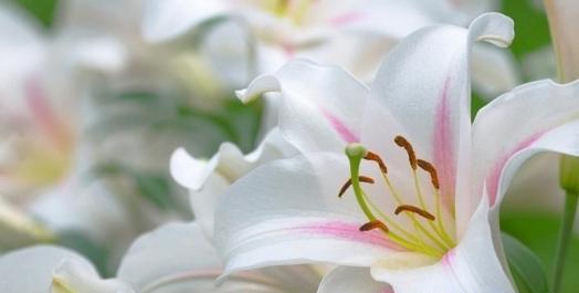 纯洁的花——花语和象征之美（花开花谢）