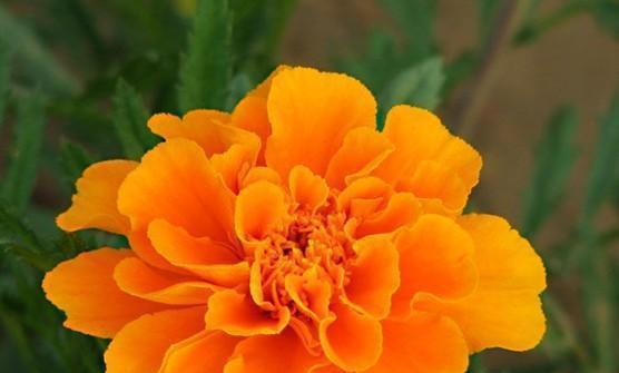 花开吉祥，花花语传递幸福（吉祥的花语）