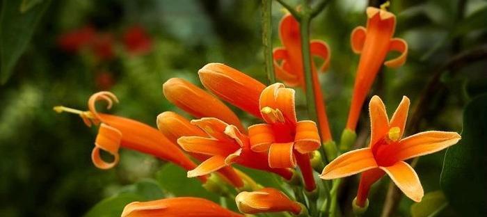 花开吉祥，花花语传递幸福（吉祥的花语）