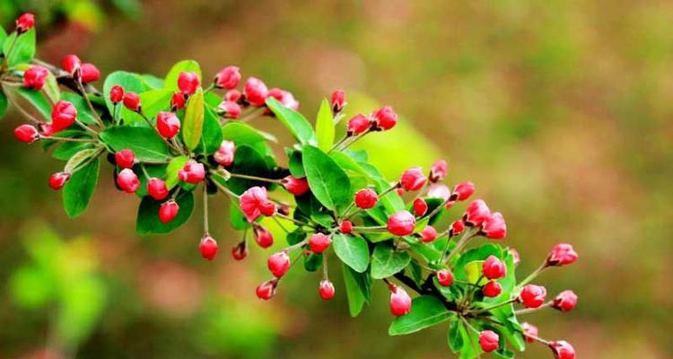花语娴静，心灵安宁（探寻娴静花语的美好之处）