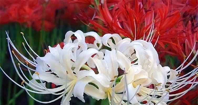 相思花语（相思花语）