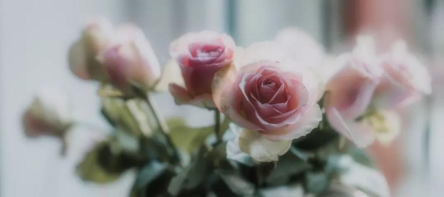 再见的花（以花语诠释离别的情感）