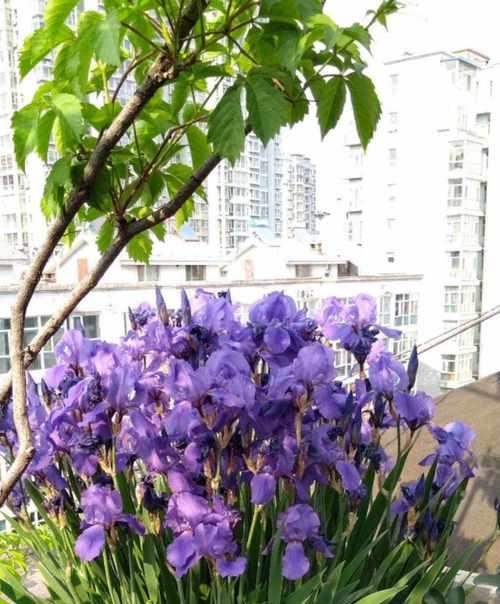 重逢的花语（揭示重逢的花朵花语）