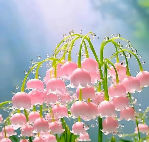 风铃花的花语之色彩篇（以不同颜色的风铃花传递的心语）