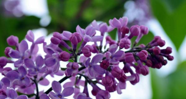 养护丁香花的技巧（如何轻松成为丁香花种植专家）