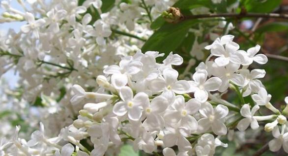 养护丁香花的技巧（如何轻松成为丁香花种植专家）