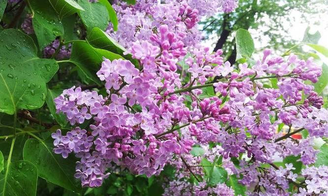 丁香花开花全攻略（开花月份）