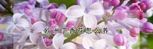 正确浇水，让丁香花绽放更美（如何浇水让丁香花健康茁壮生长）