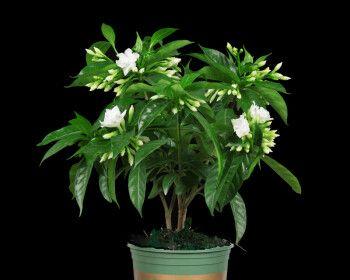 盆栽丁香花的技巧与注意事项（如何在家中种植美丽的丁香花）
