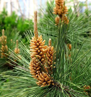 东北松子成熟季节（了解东北松子成熟的时间）