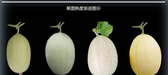 如何挑选好吃的东方蜜瓜（技巧与经验分享）